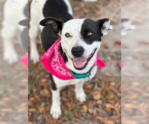 Mutt Dogs for adoption in Lufkin, TX, USA