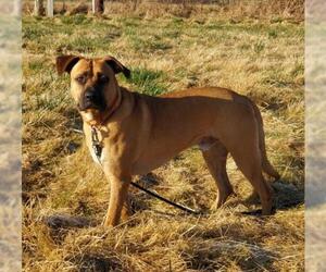 Black Mouth Cur Dogs for adoption in Seattle, WA, USA