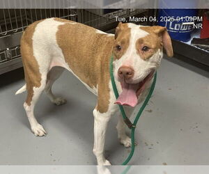 American Pit Bull Terrier Dogs for adoption in Ocala, FL, USA