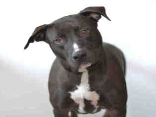 American Pit Bull Terrier Dogs for adoption in Jackson, CA, USA