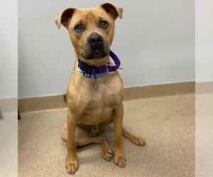 American Pugabull Dogs for adoption in Aurora, CO, USA