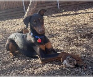 Doberman Pinscher Dogs for adoption in Plano, TX, USA