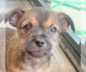 Pin-Tzu Dogs for adoption in Oakland Park, FL, USA
