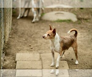 Basenji-Jack Russell Terrier Mix Dogs for adoption in Shreveport, LA, USA