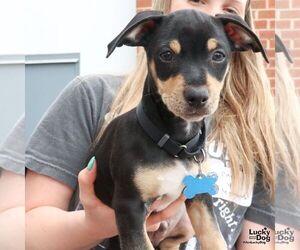 Chihuahua-Unknown Mix Dogs for adoption in Washington, DC, USA