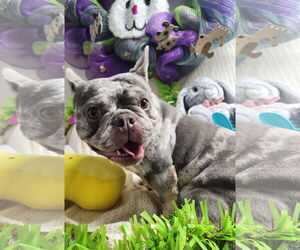 French Bulldog Dogs for adoption in Smithfield, PA, USA