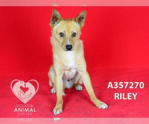 Mutt Dogs for adoption in Stockton, CA, USA