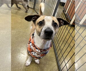 Jack Russell Terrier-Unknown Mix Dogs for adoption in El Centro, CA, USA