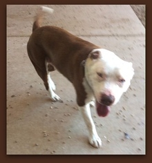 American Bulldog Dogs for adoption in Pampa, TX, USA