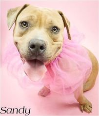 Medium Photo #1 Staffordshire Bull Terrier Puppy For Sale in Peoria, AZ, USA