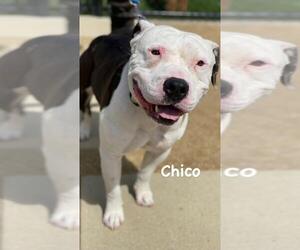 American Pit Bull Terrier Dogs for adoption in Santa Monica, CA, USA