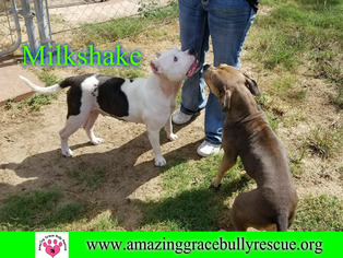 American Bulldog-Unknown Mix Dogs for adoption in Pensacola, FL, USA