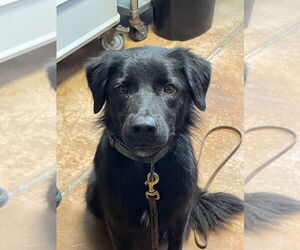 Labrador Retriever-Unknown Mix Dogs for adoption in Bolivar, MO, USA