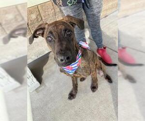 Plott Hound-Unknown Mix Dogs for adoption in Tulsa, OK, USA