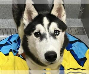 Siberian Husky Dogs for adoption in Orange, CA, USA