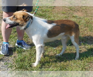 Australian Shepherd-Unknown Mix Dogs for adoption in Dickson, TN, USA