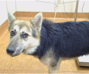 German Shepherd Dog Dogs for adoption in Sacramento, CA, USA