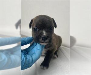 Mutt Dogs for adoption in Bakersfield, CA, USA