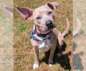 Mutt Dogs for adoption in Akron, OH, USA