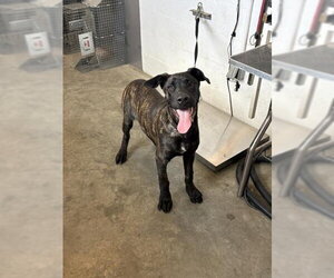 Mastiff-Unknown Mix Dogs for adoption in Corona, CA, USA