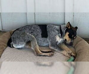 Mutt Dogs for adoption in Paso Robles, CA, USA