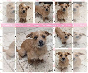 Dachshund-Unknown Mix Dogs for adoption in Mesa, AZ, USA