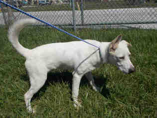 German Shepherd Dog-Unknown Mix Dogs for adoption in Rosenberg, TX, USA