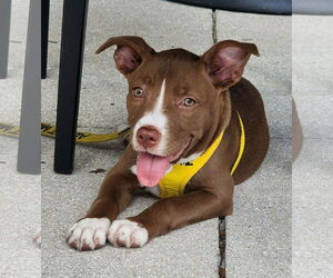 American Staffordshire Terrier-Unknown Mix Dogs for adoption in Royal Palm Beach, FL, USA