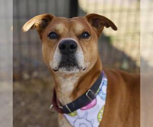 American Staffordshire Terrier Dogs for adoption in San Antonio, TX, USA