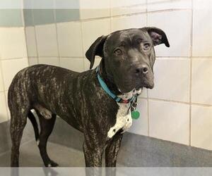 American Staffordshire Terrier-Unknown Mix Dogs for adoption in San Antonio, TX, USA