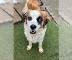 Australian Shepherd-Unknown Mix Dogs for adoption in Newport Beach, CA, USA