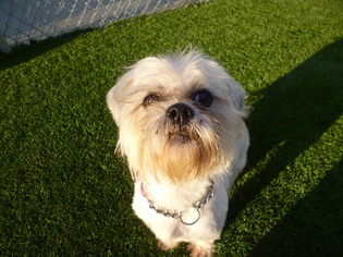 Shih Tzu Dogs for adoption in Cocoa, FL, USA