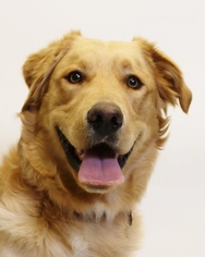 Mutt Dogs for adoption in Truckee, CA, USA