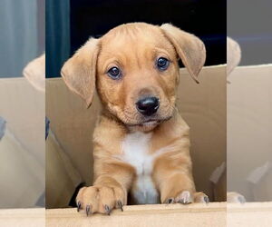 Labrador Retriever-Unknown Mix Dogs for adoption in Green Forest, AR, USA