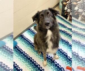 Anatolian Shepherd-Great Pyrenees Mix Dogs for adoption in Fort Wayne, IN, USA