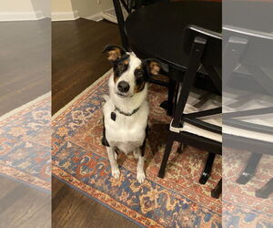 Border-Aussie Dogs for adoption in Chester, NJ, USA