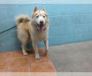 Siberian Husky Dogs for adoption in Downey, CA, USA