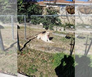 Medium Photo #1 Labrador Retriever-Unknown Mix Puppy For Sale in Boston, MA, USA