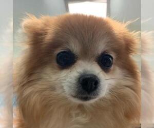 Pomeranian Dogs for adoption in Fairfax, VA, USA