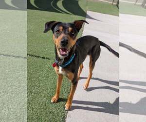 Mutt Dogs for adoption in Phoenix, AZ, USA