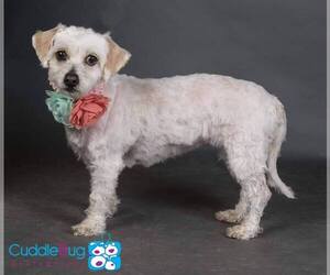 Lhasa-Poo Dogs for adoption in Irving, TX, USA