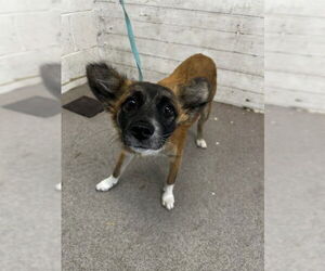 Papillon-Unknown Mix Dogs for adoption in San Bernardino, CA, USA