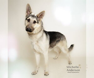 German Shepherd Dog Dogs for adoption in Corona, CA, USA