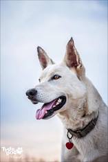 Small Alaskan Husky-German Shepherd Dog Mix
