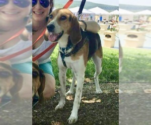 American Foxhound-Beagle Mix Dogs for adoption in Delaplane, VA, USA