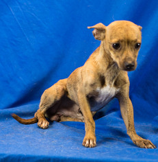 Chihuahua-Unknown Mix Dogs for adoption in Livingston, TX, USA