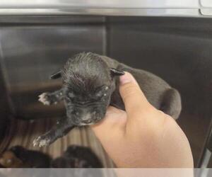 American Staffordshire Terrier-Unknown Mix Dogs for adoption in Houston, TX, USA