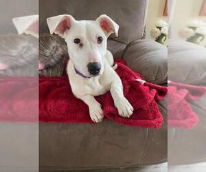 Bull Terrier Dogs for adoption in pomfret, CT, USA