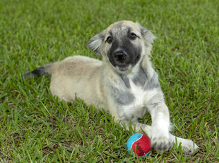 German Shepherd Dog-Keeshond Mix Dogs for adoption in Santa Fe, TX, USA