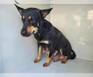 German Shepherd Dog Dogs for adoption in Houston, TX, USA